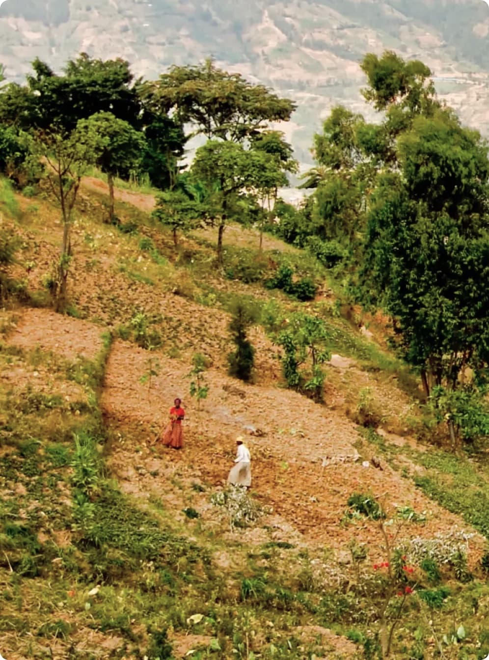 Terraced smallholder farmland worked by hand