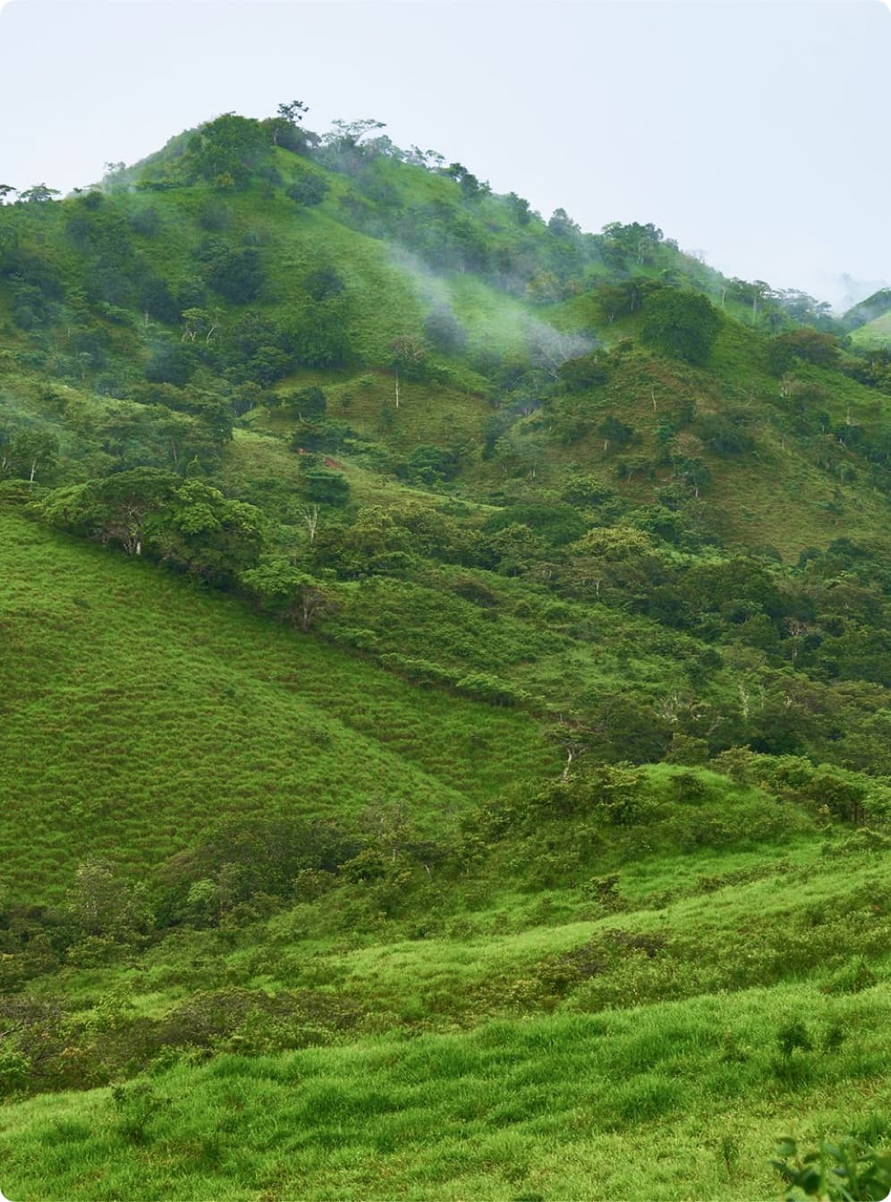 Misty forested hills above a Ponterra planting site